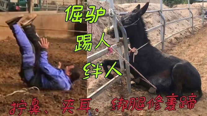 二驴最新动态揭秘，小巷深处的独特风味