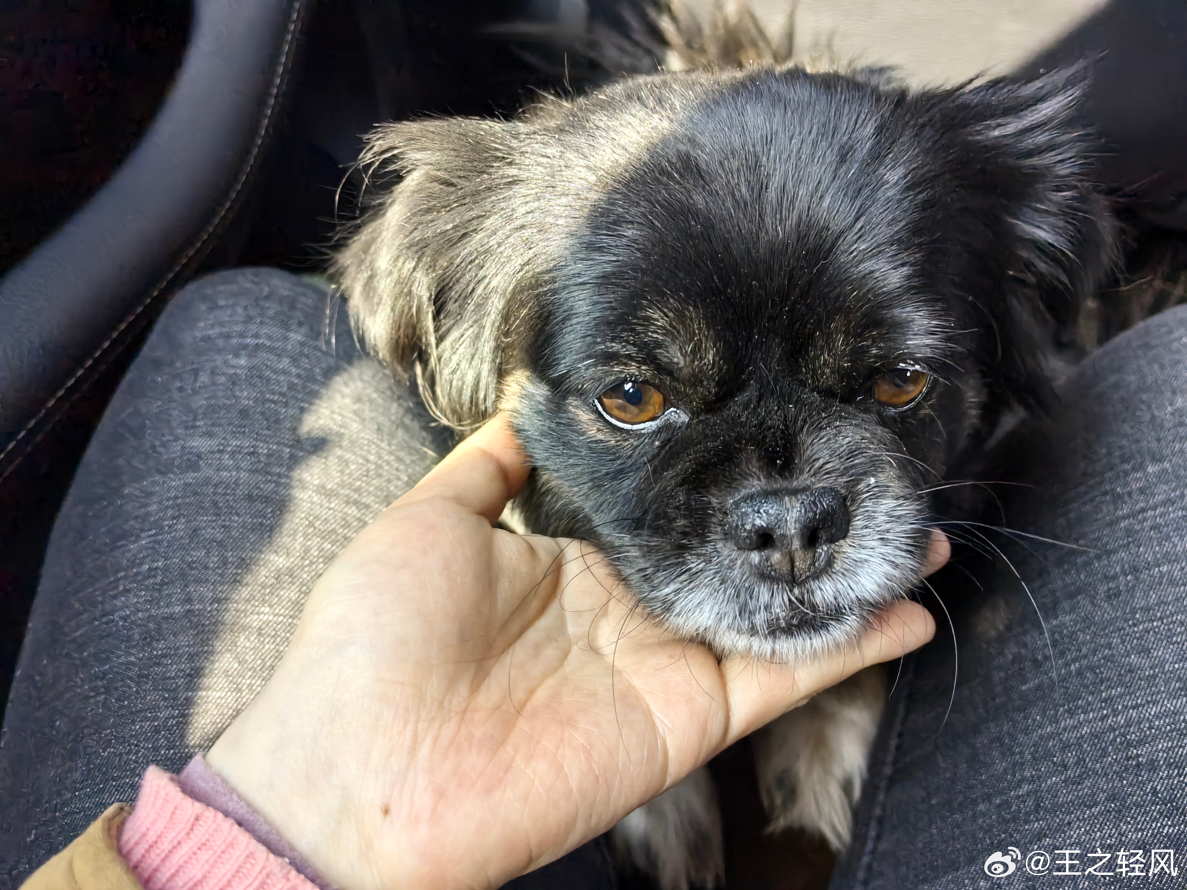 昆明最新狗狗丢失事件报道