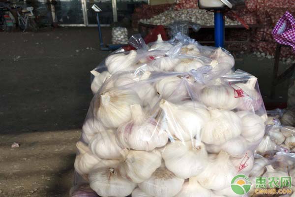 金乡蒜价格最新行情深度解析及观点论述