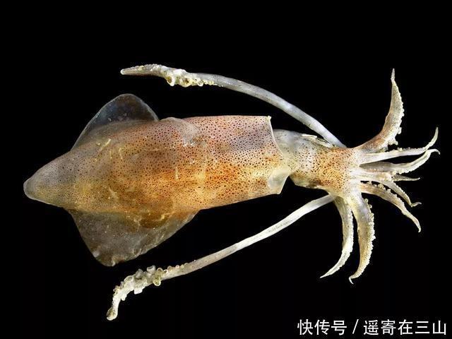八爪鱼最新动态，探索进展与观点阐述