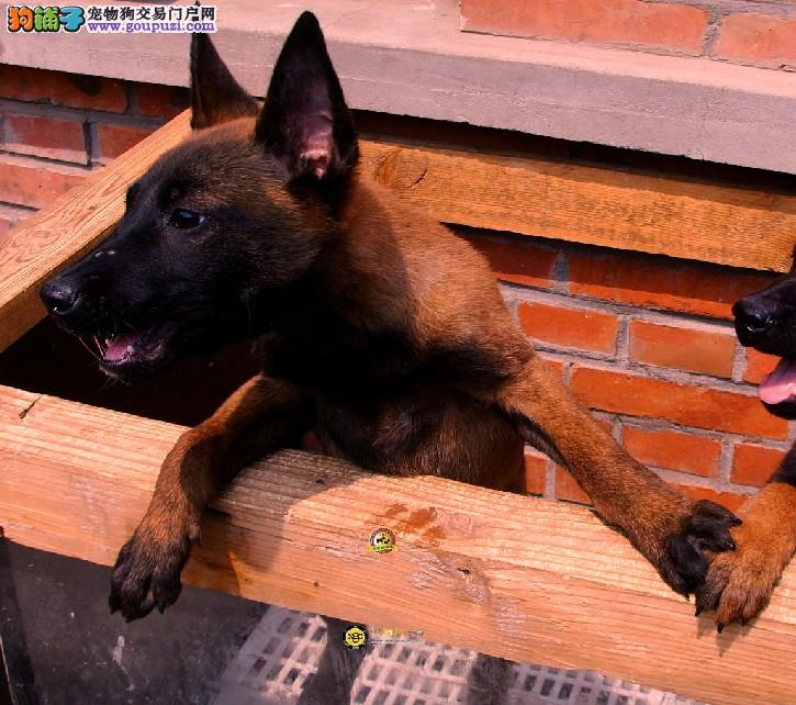 最新马犬转让，优质伴侣犬的选购指南