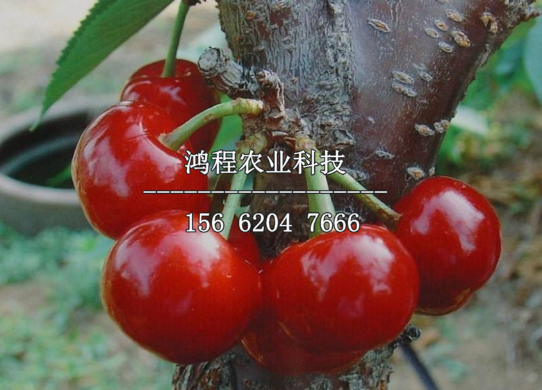 山东樱桃价格最新行情,山东樱桃价格最新行情