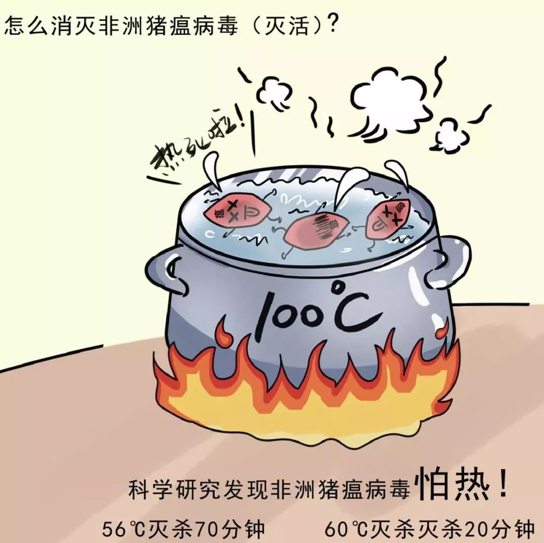 中国非洲猪瘟最新消息,中国非洲猪瘟最新消息与一家小巷中的神秘美食之旅