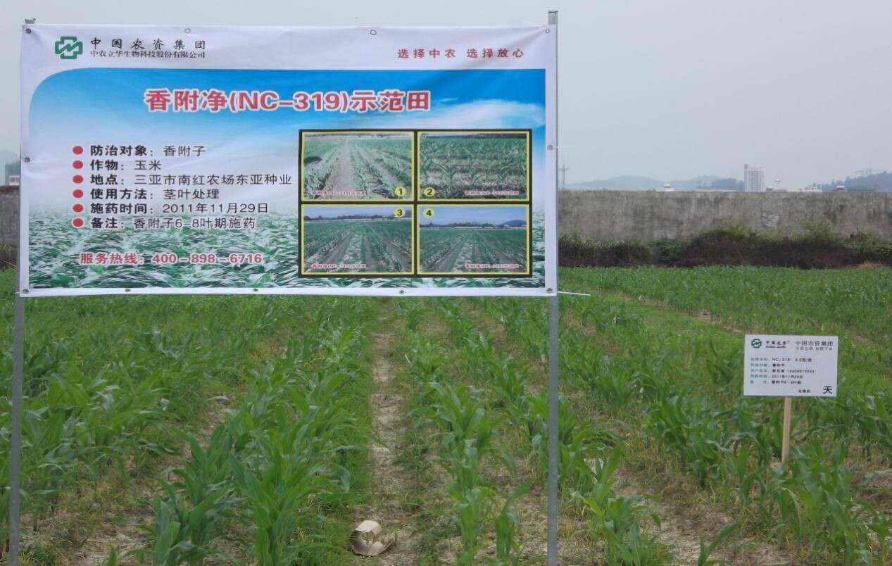 中农立华夏日趣事与温馨记忆揭秘，最新消息回顾