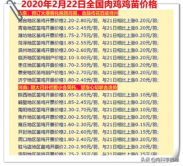 最新肉鸡价格概览及分析